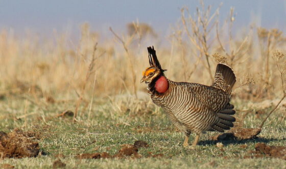 Republicans celebrate as lesser prairie chicken loses threatened, endangered status