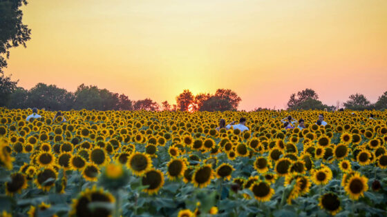 It’s sunflower season in Douglas County