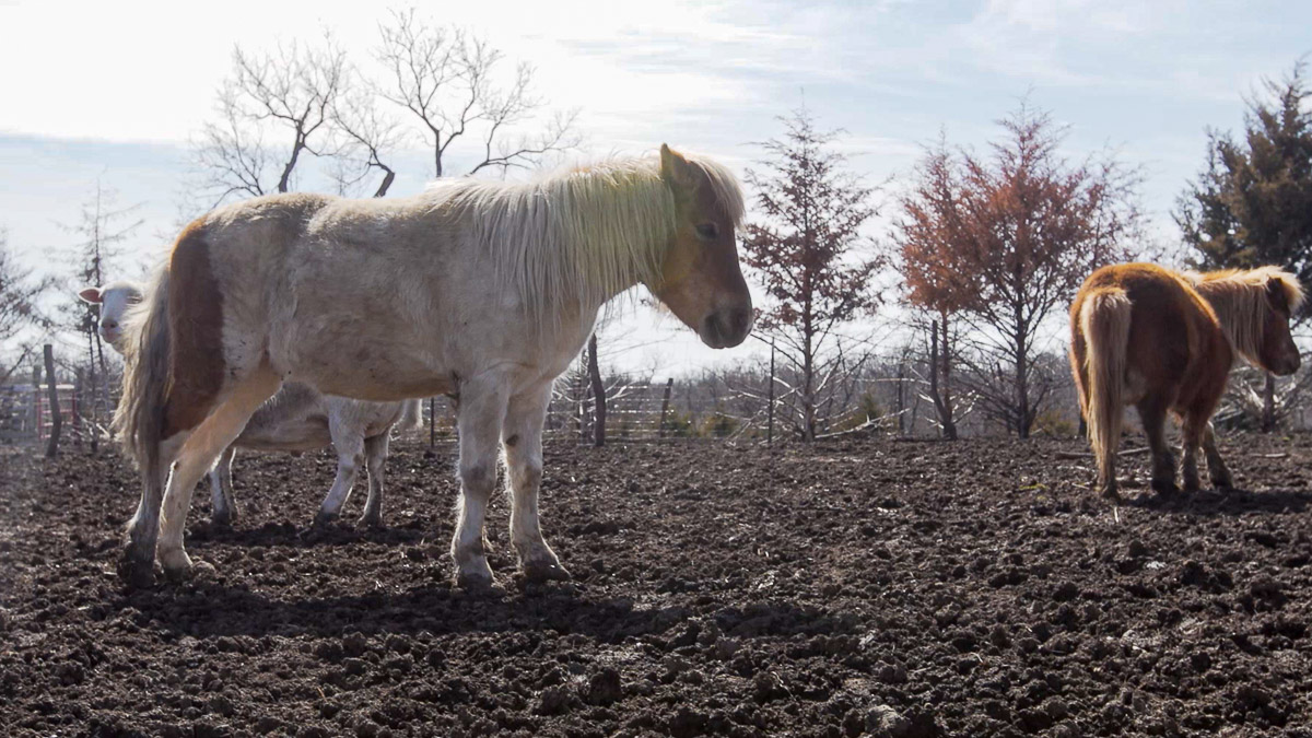 Shy 38, a sanctuary for rescued farm animals, saves lives through advocacy and education - Vimarsana News