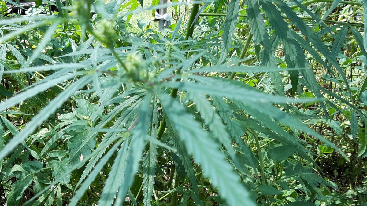 Despite high hopes, success of Kansas marijuana legislation remains unclear - Vimarsana News