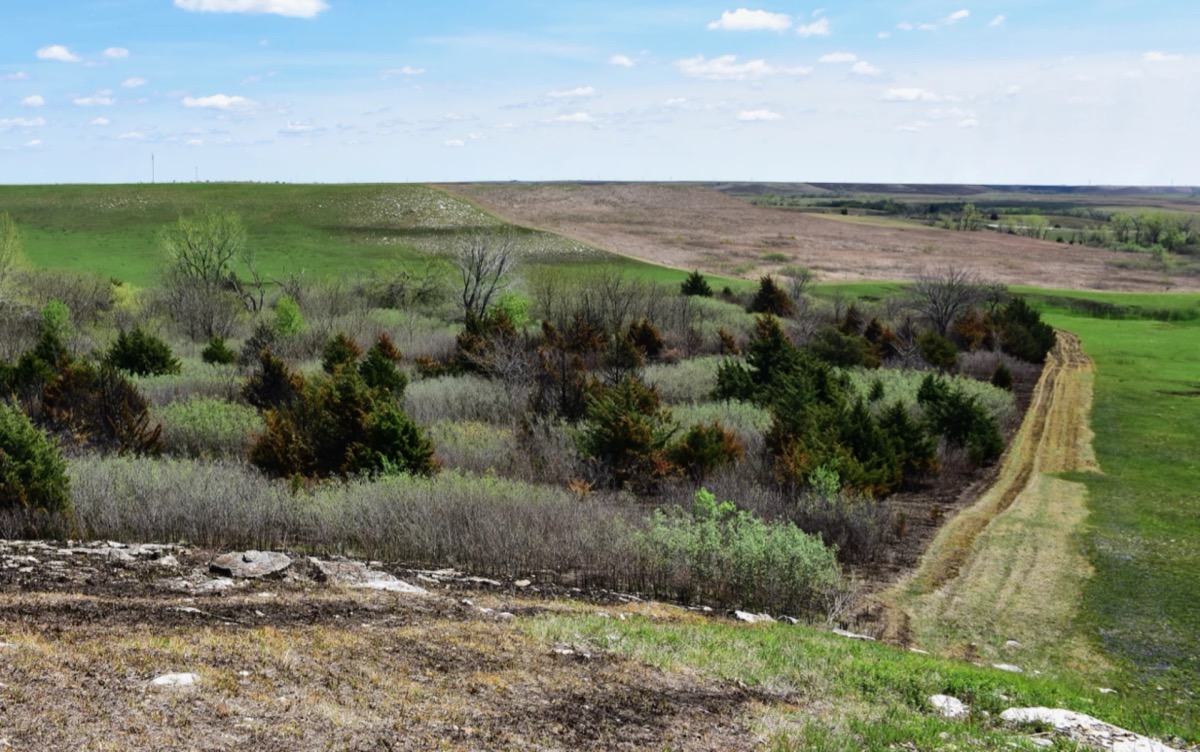 Trees are spreading across the Great Plains. They’re actually making ...