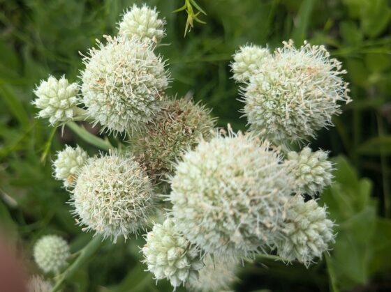 Volunteers needed to harvest native prairie seeds in Douglas County