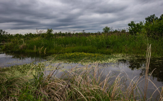 Lawrence community invited to celebrate second annual Haskell Wetlands Day