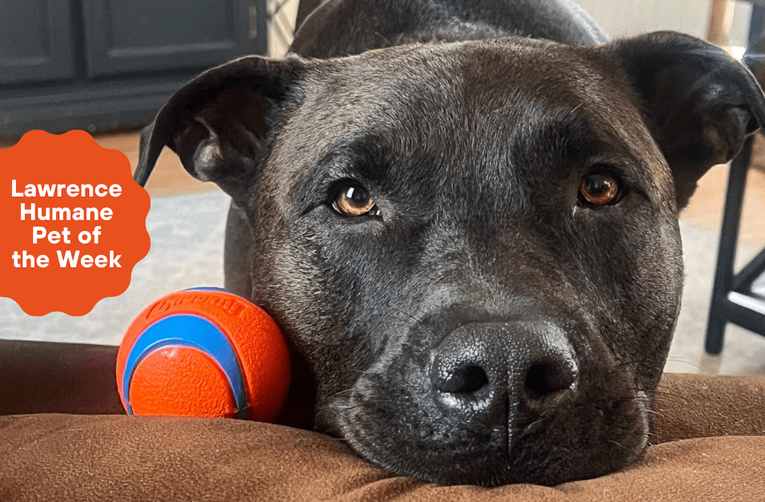 Lawrence Humane Pet of the Week: Brutus, valiant protector of small children, seeks his own super hero