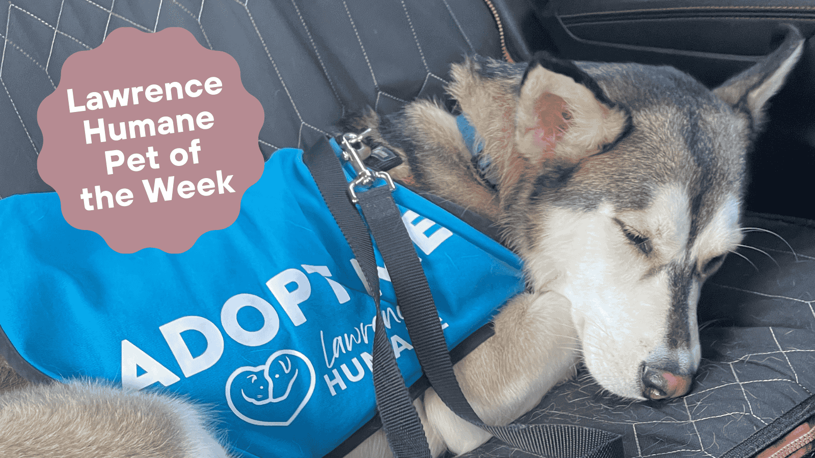 Lawrence Humane Pet of the Week: Lilya has an unwavering love of humankind, pup cups