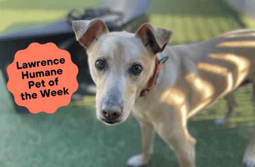  Wallflower Buddy brings new meaning to ‘puppy dog eyes’