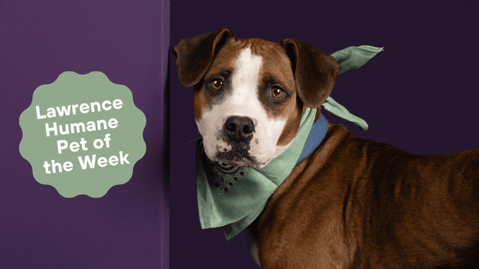 Lawrence Humane Pet of the Week: Snoozy Susie is ready to settle down with a family, canine friends