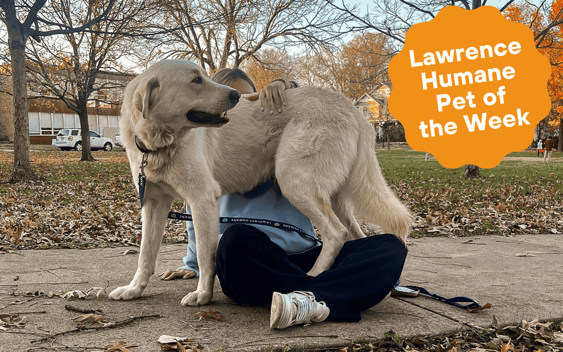 Lawrence Humane Pet of the Week: Guzma has gotta catch all of the hugs