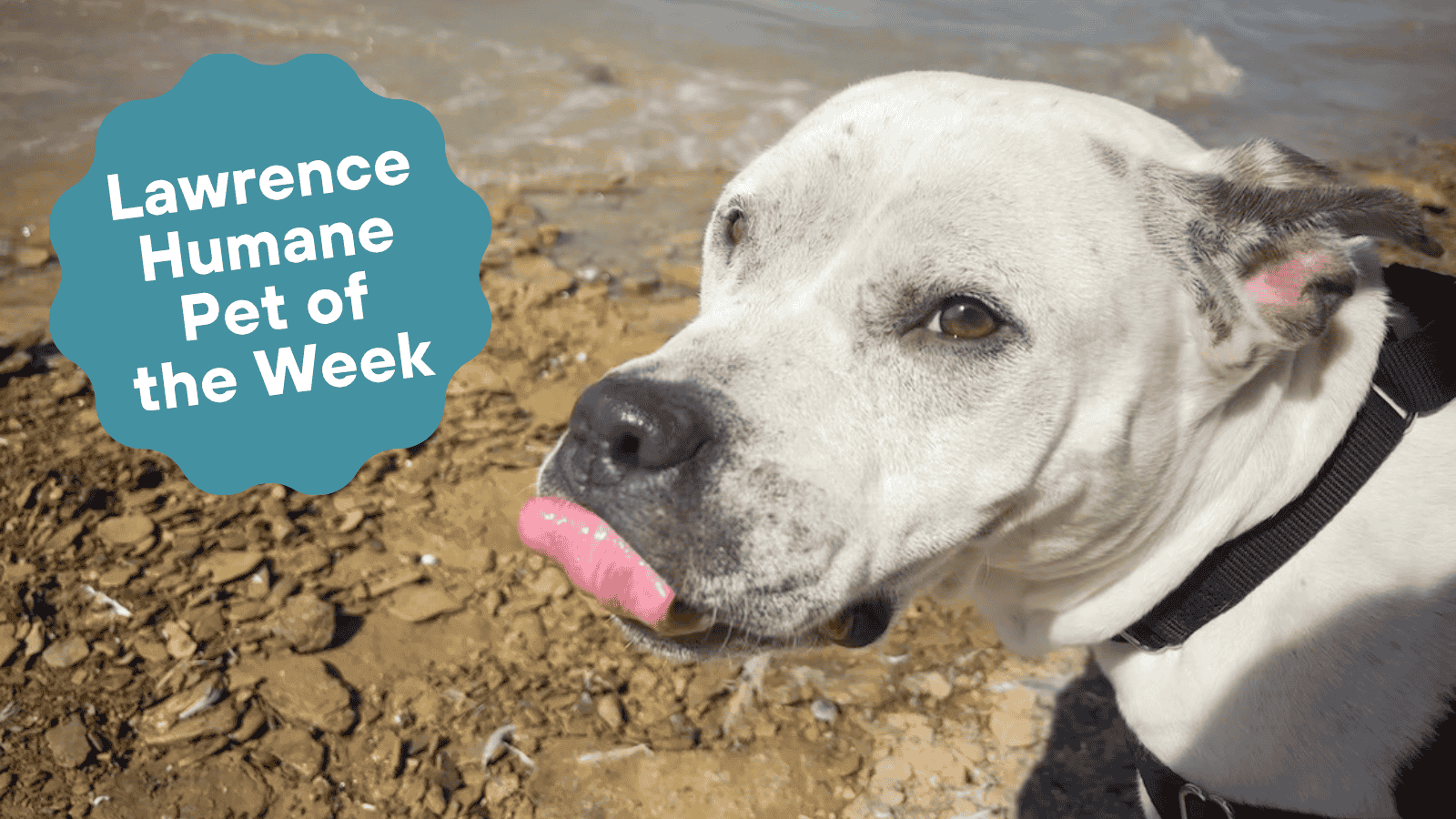 Lawrence Humane Pet of the Week: Petunia is fresh as a daisy, has a large cuddle quota