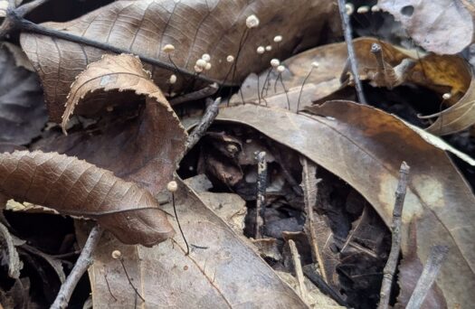 Kaw Valley Almanac for Nov. 10-16, 2025
