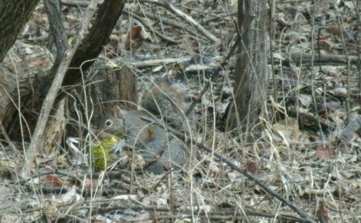 Kaw Valley Almanac for Nov. 24-30, 2025