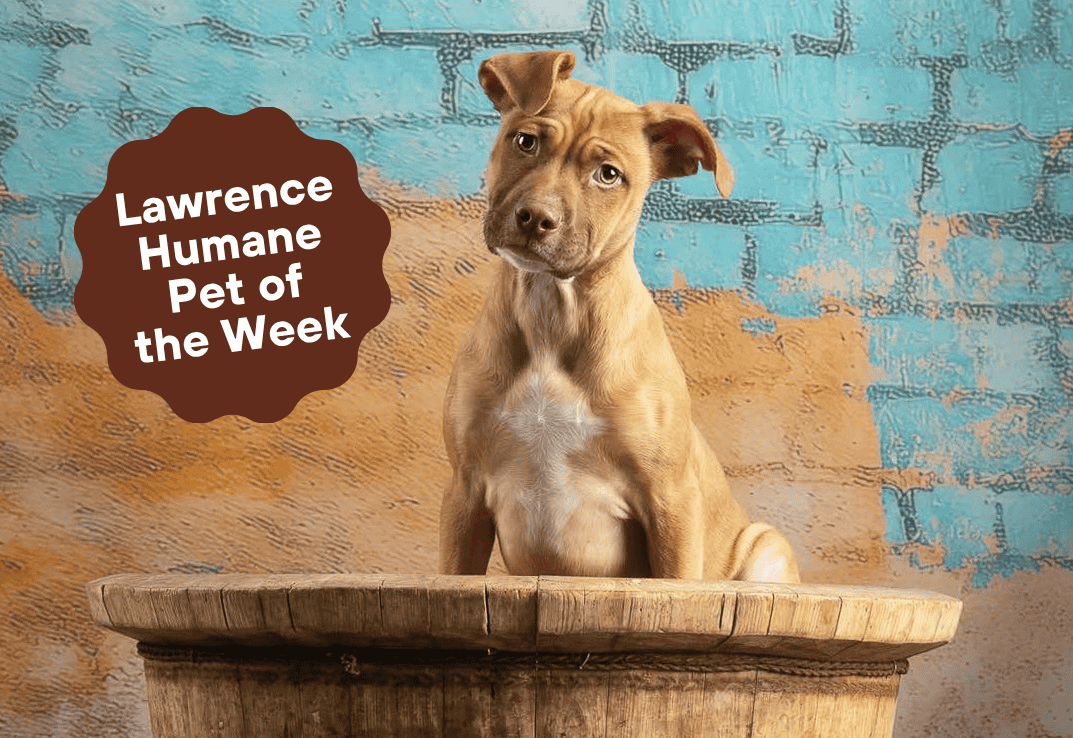 Lawrence Humane Pet of the Week: Hamburger Mary is ready for a family to gobble up her cuteness, snuggles