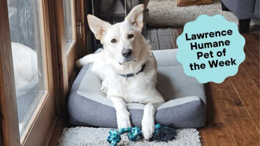 Forget White Fang – La Croix loves prancing in the snow, is house-trained