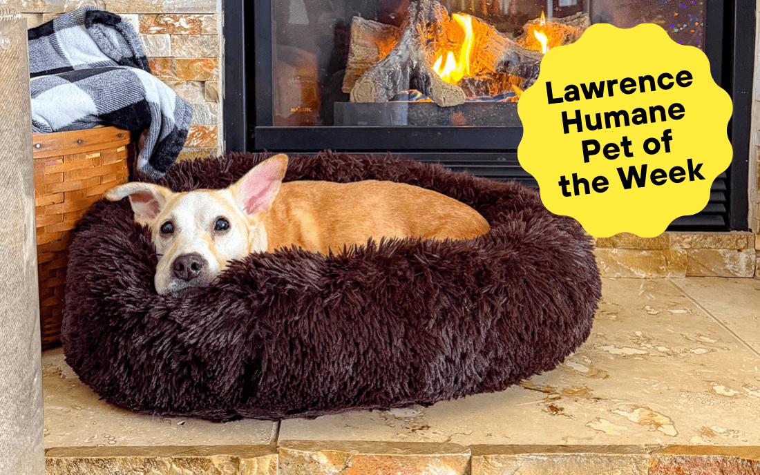 Lawrence Humane Pet of the Week: This holiday, have some warm Coco by the fire