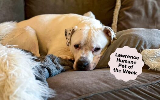  Adzuki is the sweetest senior bean around