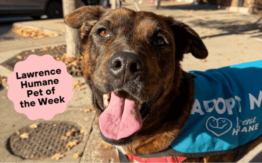 Unflappable brindle shepherd mix Cardi B. is not the drama