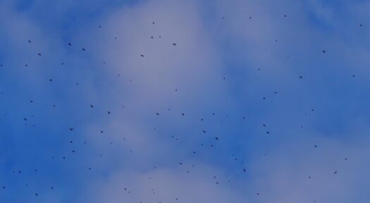 Kaw Valley Almanac for Dec. 29, 2025 – Jan. 4, 2026