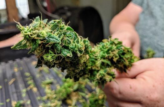 Kansas is one of the top hemp growing states, but a federal change threatens the industry