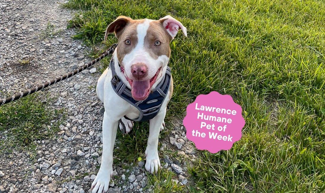 Lawrence Humane Pet of the Week: Loverboy Zissou seeks adopter to prevent his first shelter anniversary