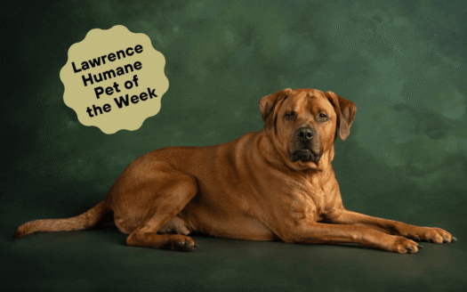 Fritz bored by Douglas County meetings, prefers pup cups