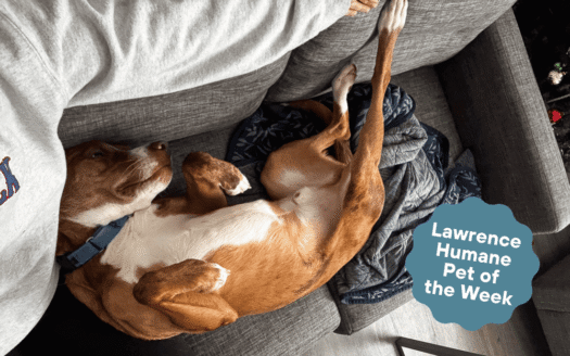 Jasper ready to hit the road, see the world — or nap on the couch