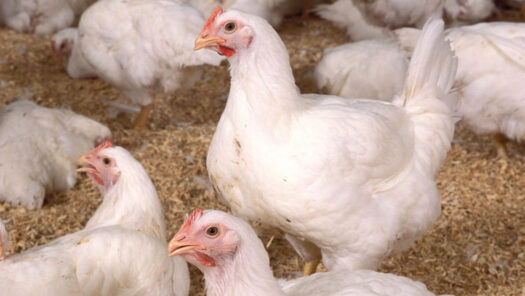 Kansas bird flu outbreak is worst in nation