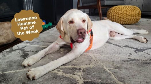 Discerning Dudley is built for the out-of-doors