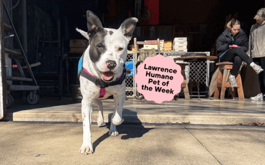  Bellamy has abiding love of humans, boopable nose