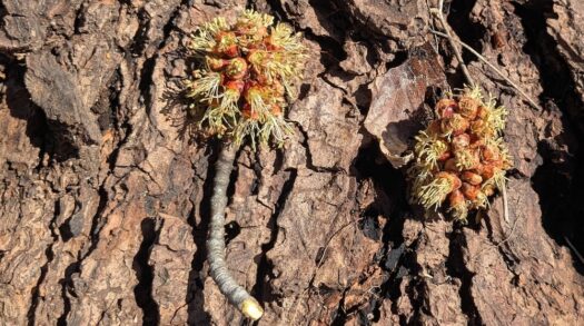 Kaw Valley Almanac for Feb. 16-22, 2026