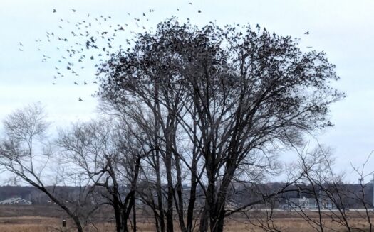 Kaw Valley Almanac for Feb. 23 – March 1, 2026
