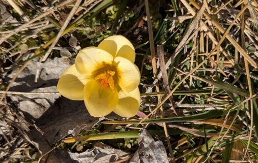 Kaw Valley Almanac for Feb. 9-15, 2026