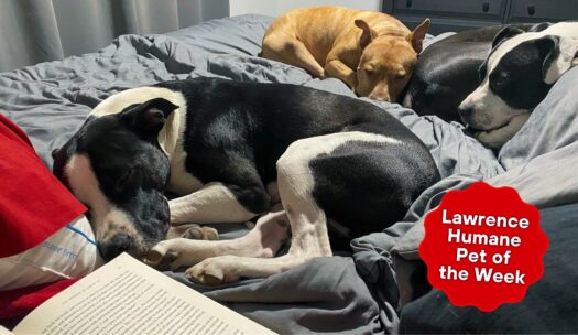  Sparky, looking for Valentine’s love, likes long naps and thoughtful wrestling with other dogs