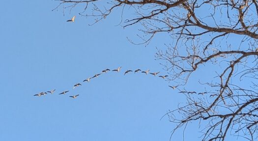 Kaw Valley Almanac for Feb. 2-8, 2026