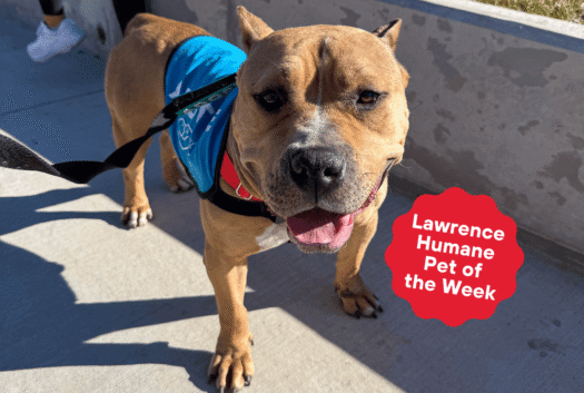 Squishy-faced Azalea blooms when not confined to a kennel