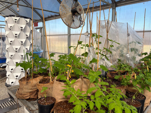 Lawrence ecologists provide tips on native plant restoration, how to get involved