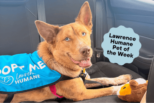  This Eudora transplant has come to Lawrence for a forever match