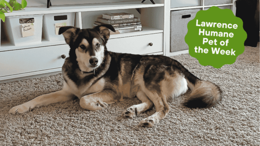  Rocket is an out-of-this-world snuggler, loves other dogs