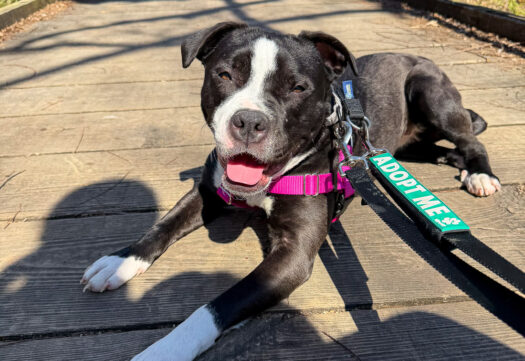 Lawrence Humane to celebrate 75th anniversary with fee-waived adoptions and more