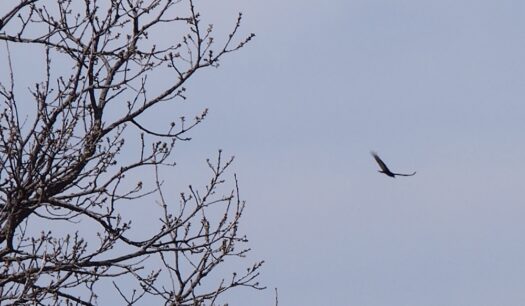 Kaw Valley Almanac for March 23-29, 2026