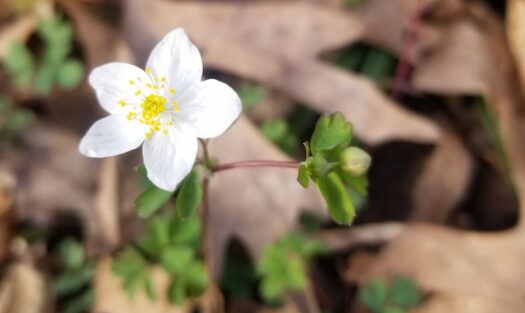 Kaw Valley Almanac for March 30-April 5, 2026