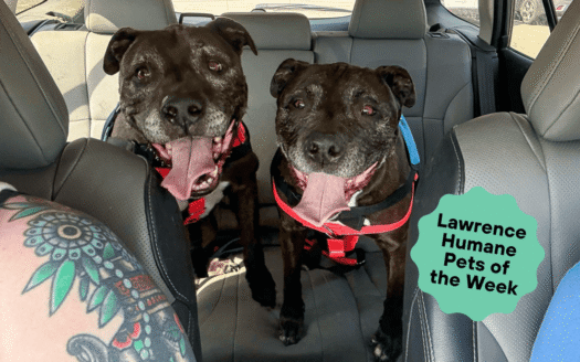  Dynamic doggy duo Charli and Bo share one soul