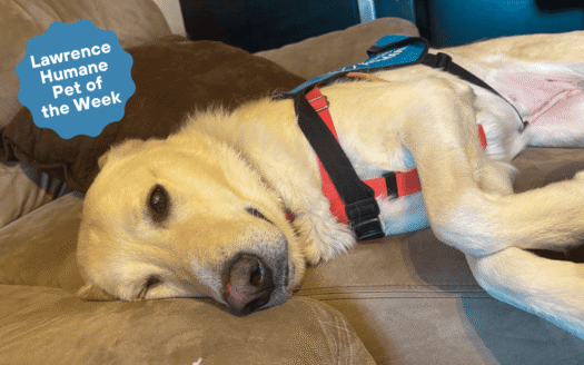  Pup cup fiend Miley is ready to be a KU tour guide