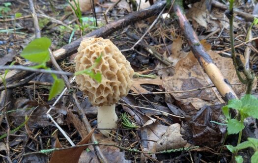 Kaw Valley Almanac for April 13-19, 2026