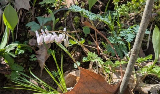 Kaw Valley Almanac for April 6-12, 2026