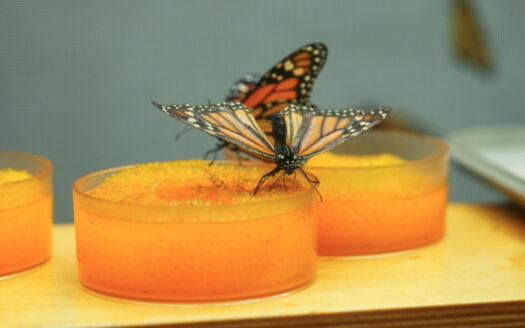 Monarch Watch’s fall open house, tagging event coming up
