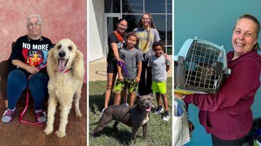 Clear the Shelter at Lawrence Humane homes 150 animals so far; waived fees continue