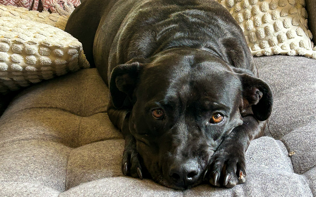 Lawrence Humane Pet of the Week: Adoption fees are waived for these dogs, cats l...