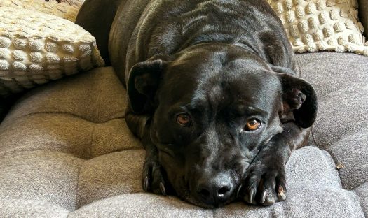  Adoption fees are waived for these dogs, cats looking for loving homes