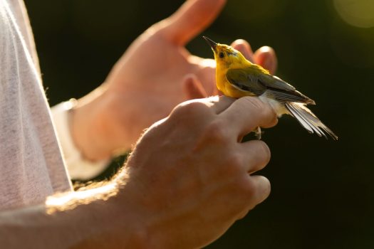 How Kansas became one of the new breeding grounds for a bright yellow warbler