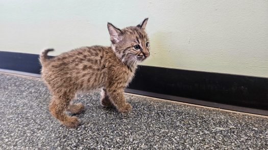 City of Lawrence says nature center can care for new bobcat, but some advocates have worries